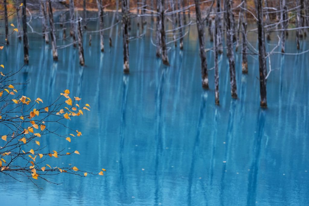 Les feuilles d'automne du Aoi-ike (étang bleu)