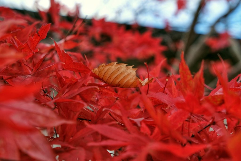 Une feuille morte parmi les feuilles rouges à Onuma