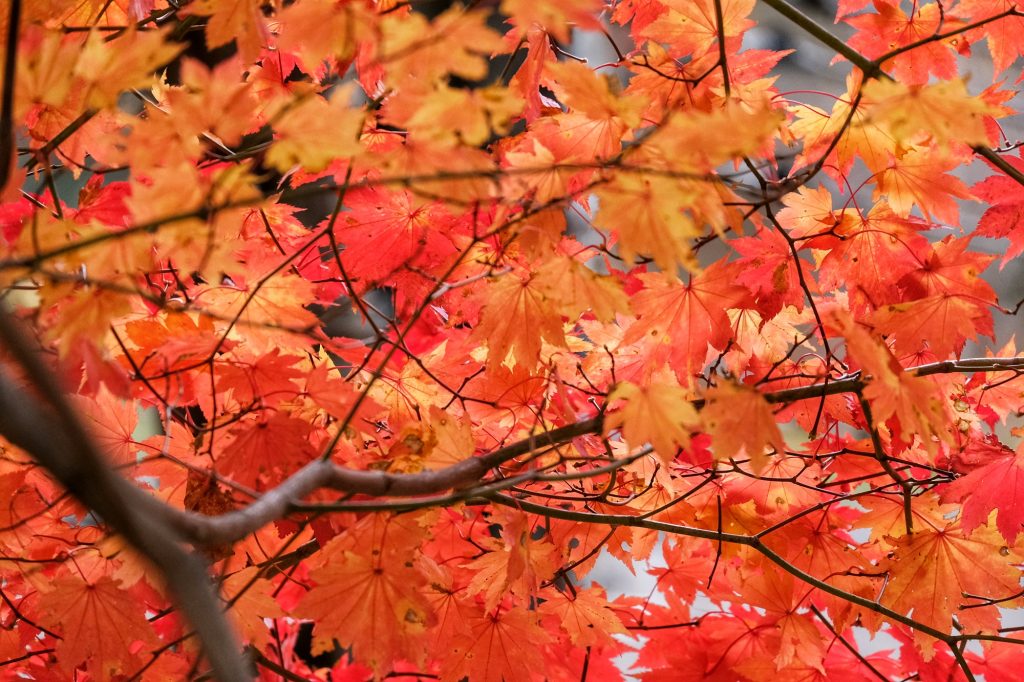 Les feuilles résistantes de l'automne de Hokkaido