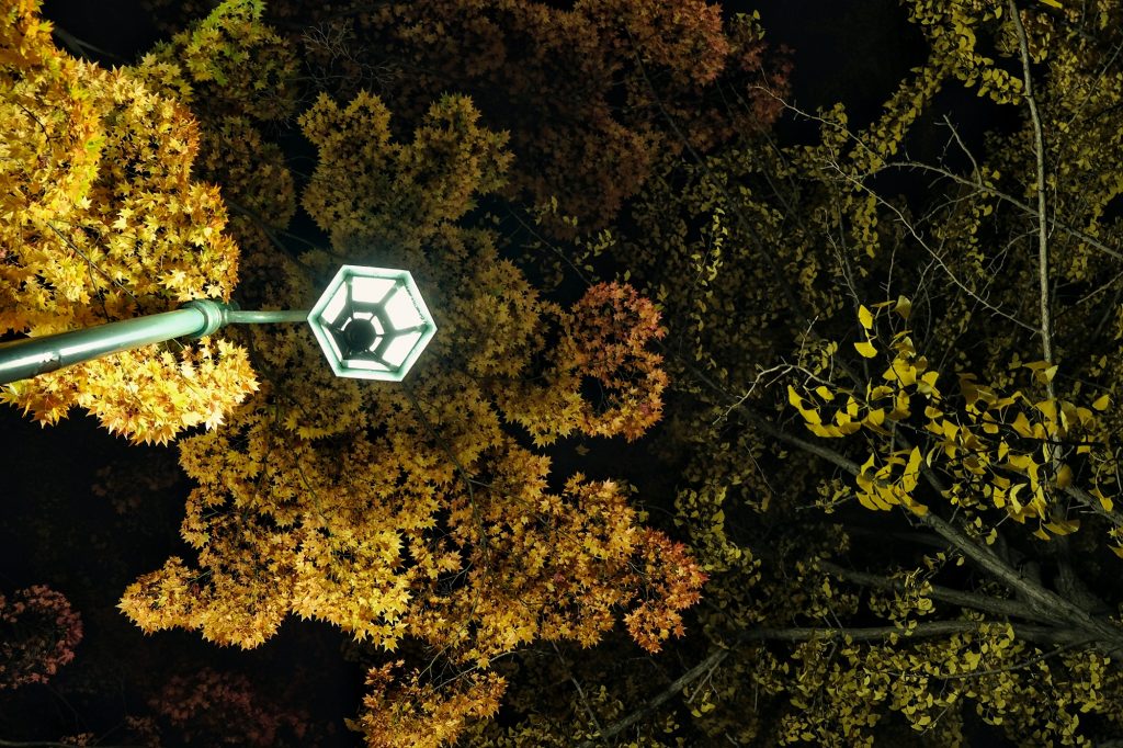 Un lampadaire éclaire les ginkgos de l'université à Sapporo