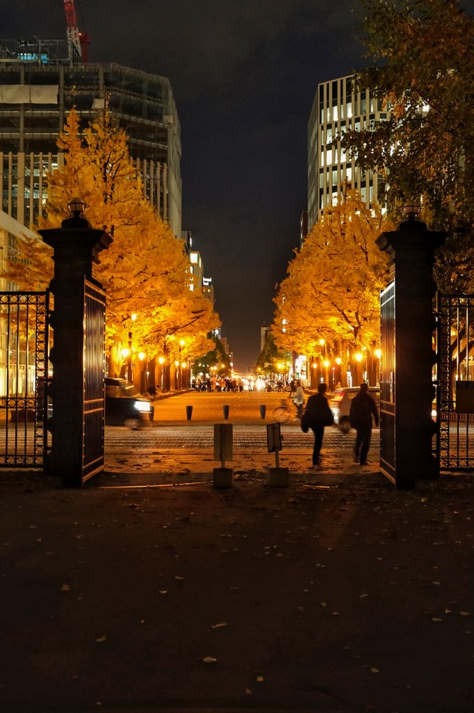 Des ginkgos dans la nuit à Sapporo