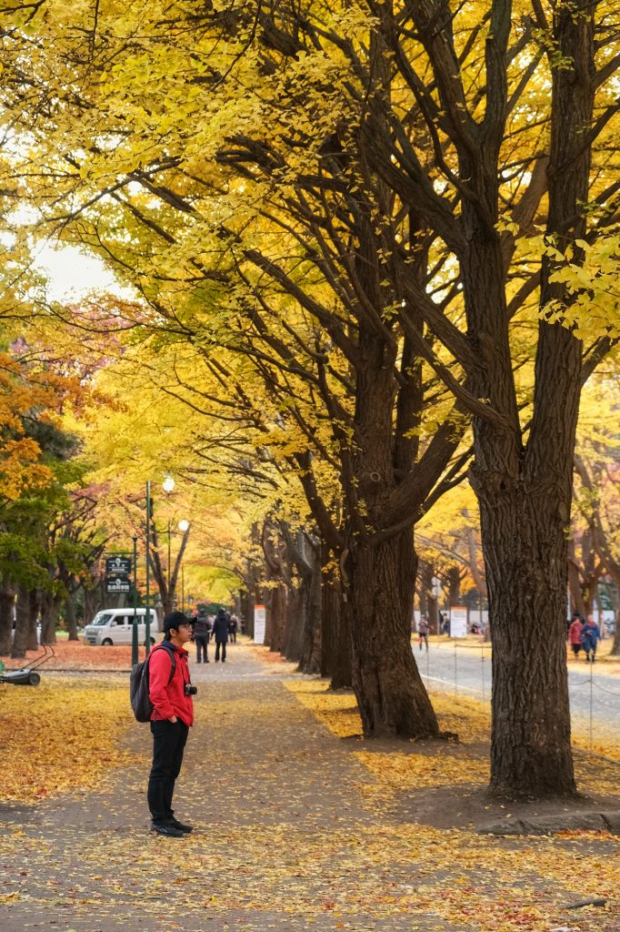 L'allée de ginkgos de l'université de Hokkaido à Sapporo
