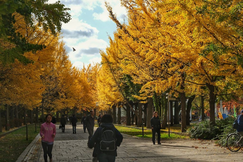 Les ginkgos du parc Nakajimakoen de Sapporo