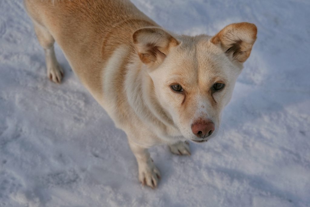 Popo, le chien de notre famille d'accueil