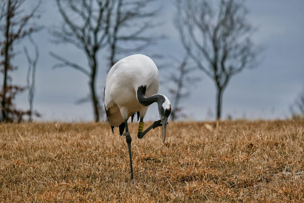 Une grue se frotte le bec