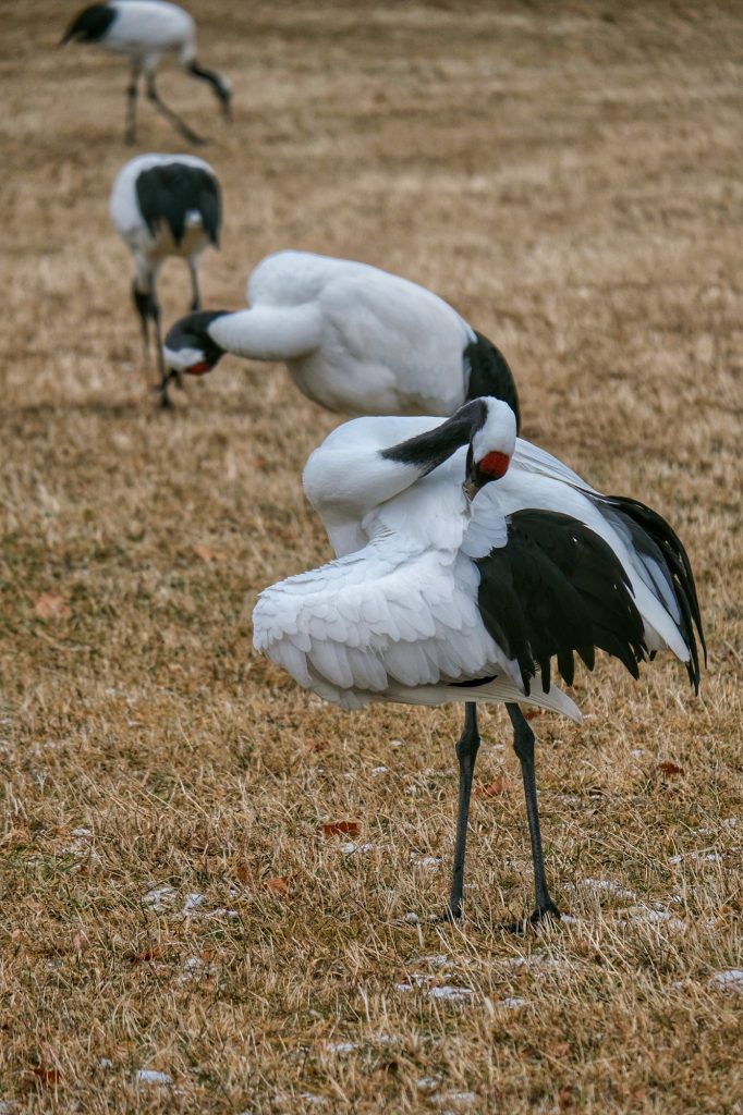 Une grue se nettoie les plumes