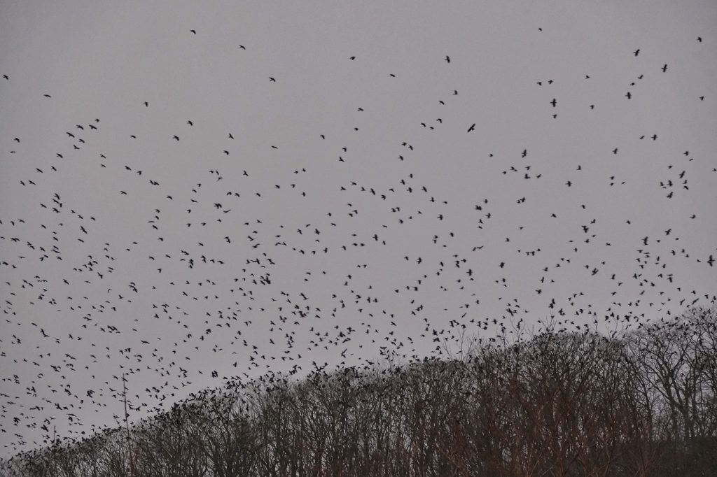 Une nuée d'oiseaux près de la vallée de l'enfer de Noboribetsu