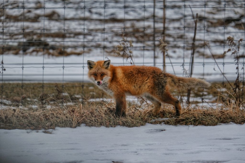 Un renard à Tsurui dans l'est de Hokkaido