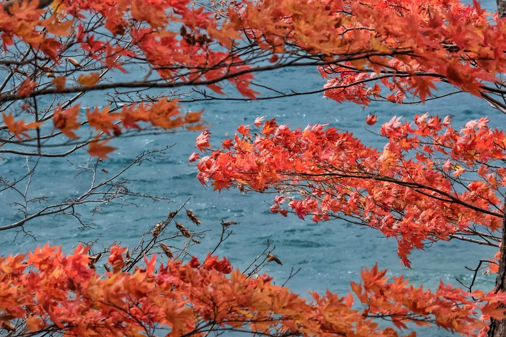 Quelques feuilles résistent sur les arbres du lac Shikotsu