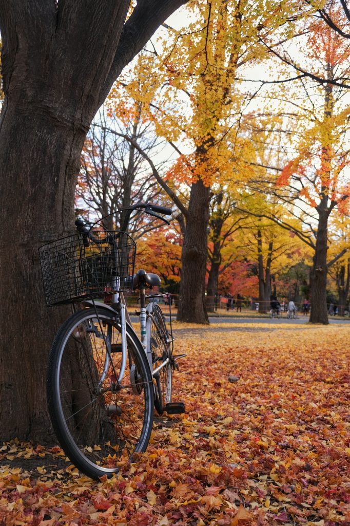 Un vélo au sein des ginkgos de l'université de Sapporo