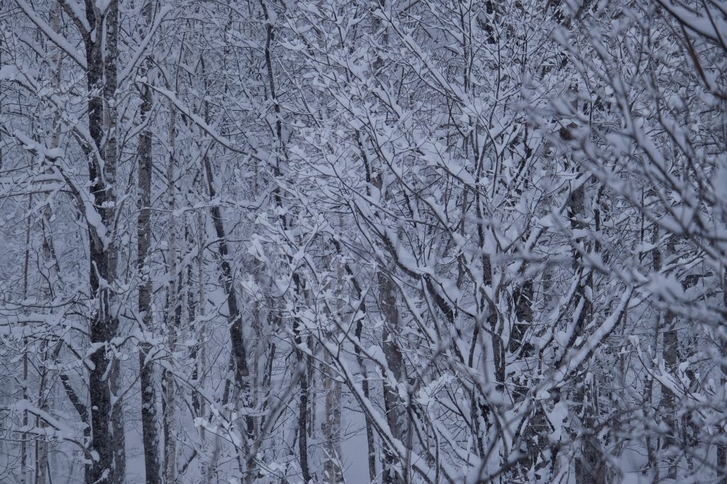Les arbres enneigés de Hokkaido