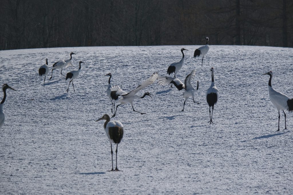 Une grue agressive au sanctuaire de Tsurui, Hokkaido