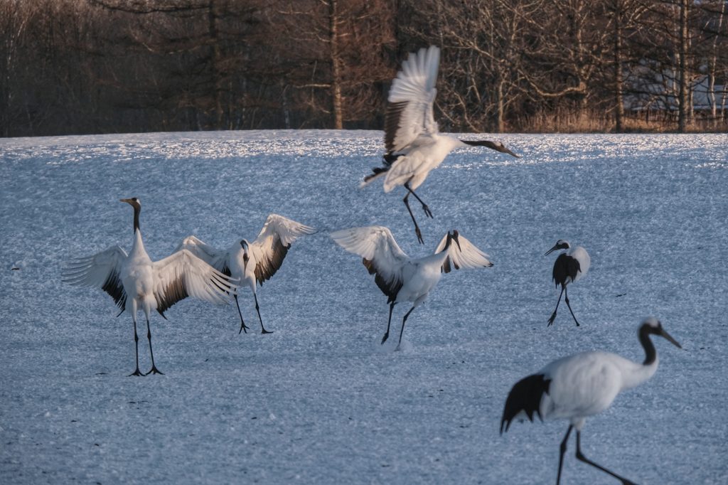 Des grues dans le sanctuaire de Tsurui à Hokkaido