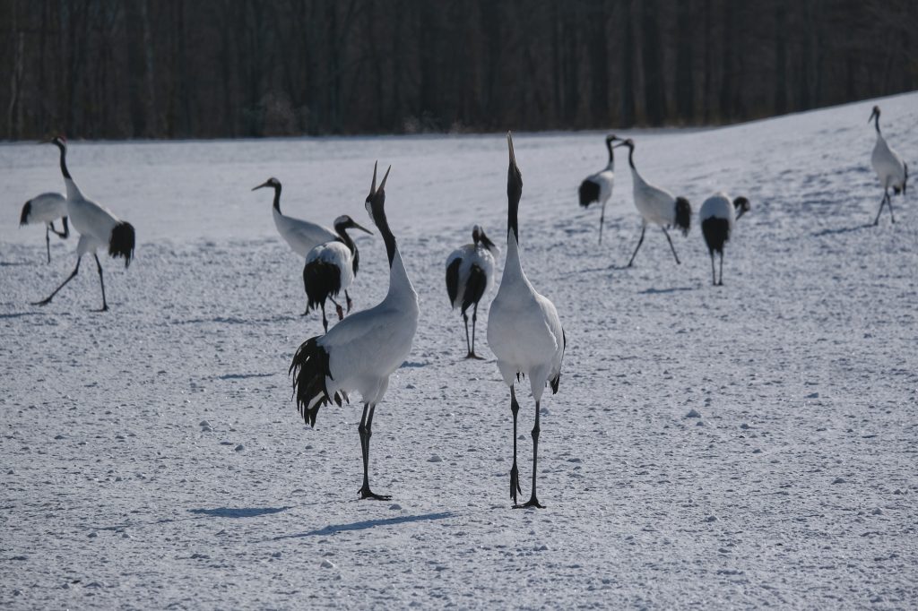 Des grues à Tsurui