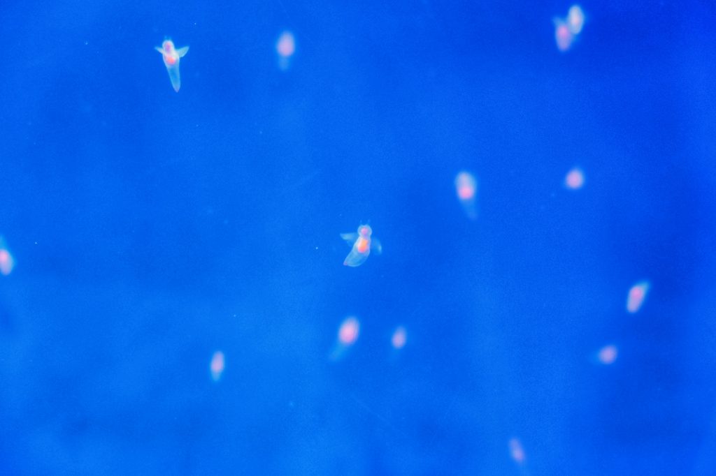 La vie sous la glace dérivante : les cliones au musée de la drift ice d'Abashiri