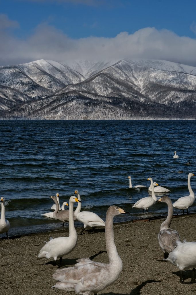 Des cygnes devant le lac Kussharo et ses montagnes