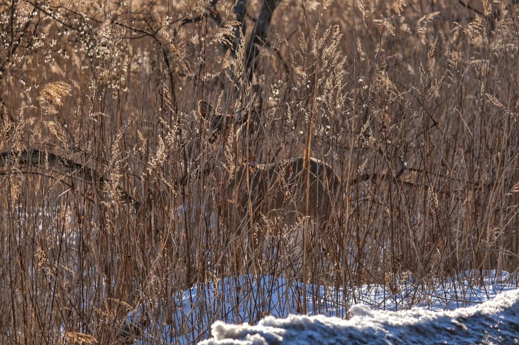 Une biche à côté de la route entre le lac Mashu et Kushiro