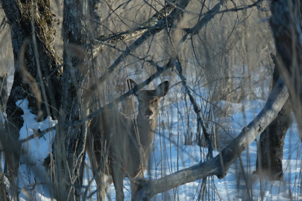 Un daim en bord de route le long de la rivière Kushiro
