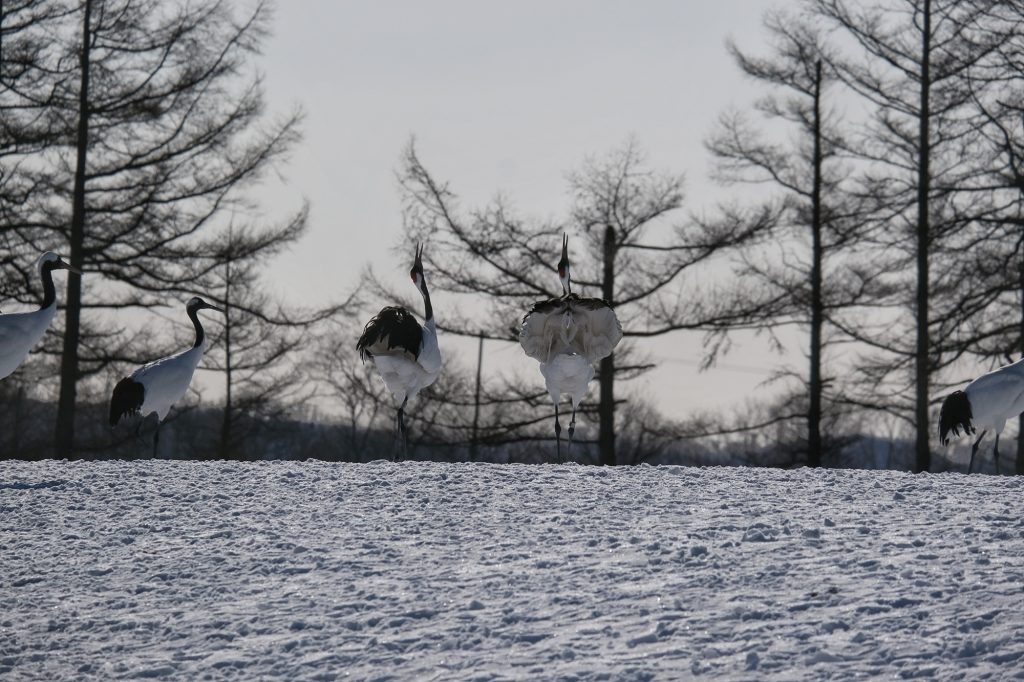 Danse de grues au sanctuaire de Tsurui à Hokkaido