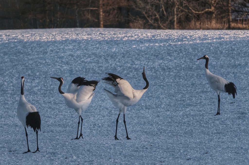 Danse de grues dans le sanctuaire de Tsurui