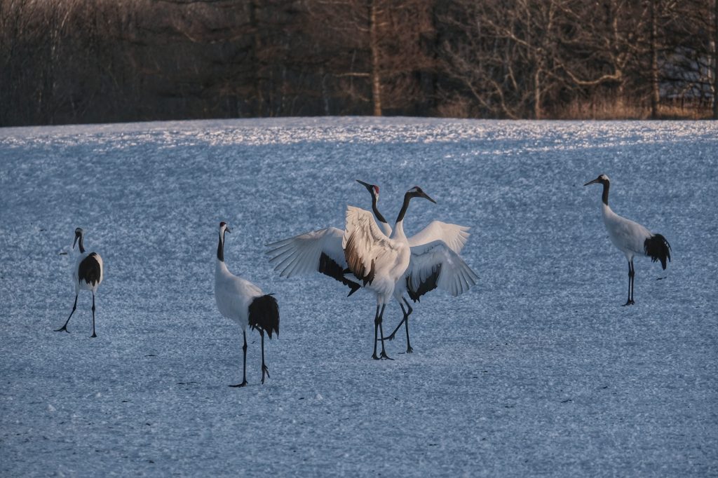 Des grues dansent à Tsurui, Hokkaido