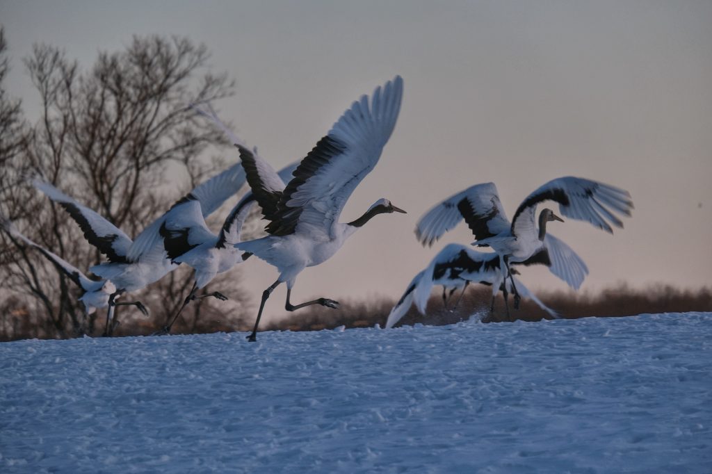 Une groupe de grues prend son envol du sanctuaire de Tsurui