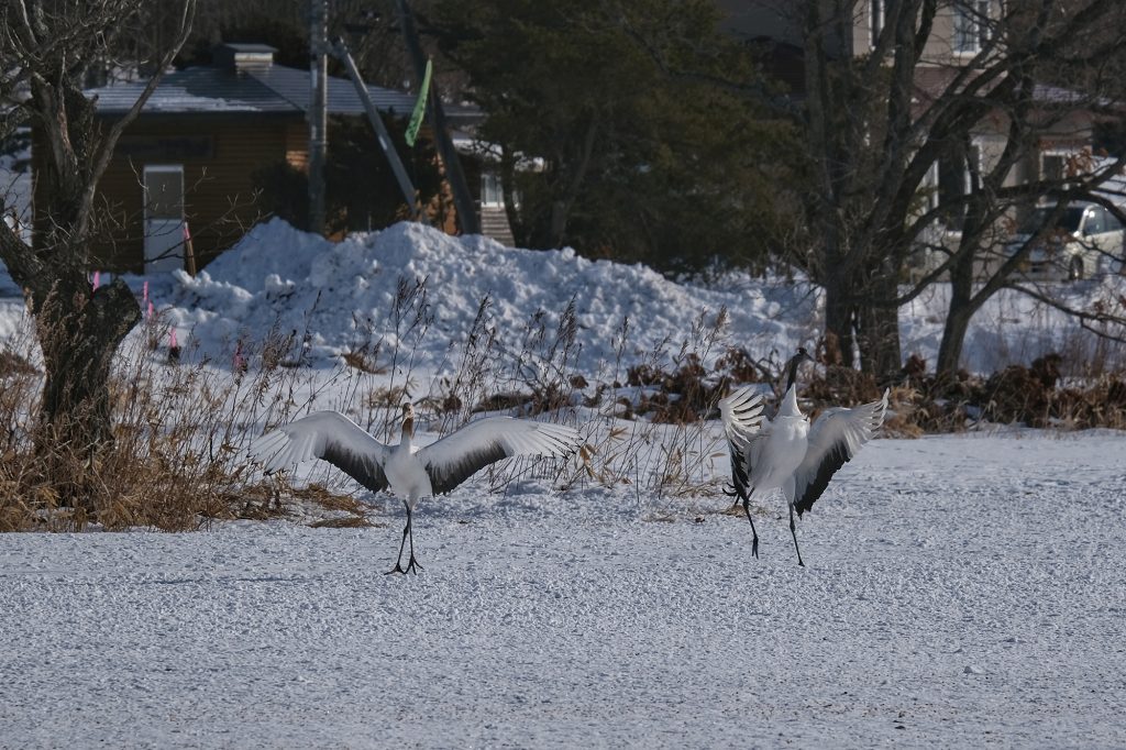Des grues atterrissent dans le sanctuaire de Tsurumidai