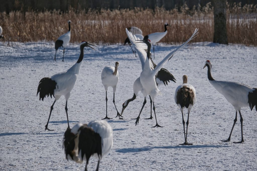Des grues le matin au sanctuaire de Tsurui