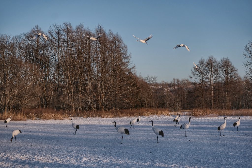 Des grues survolent le sanctuaire de Tsurui à Hokkaido