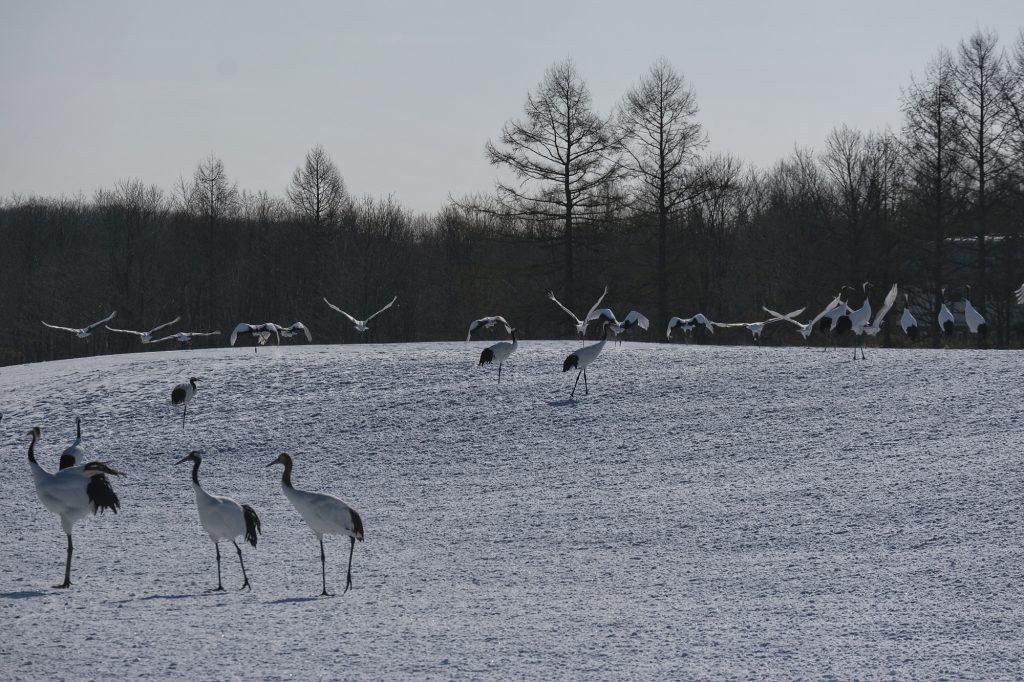 Un groupe de grues s'envole depuis la colline du sanctuaire de Tsurui