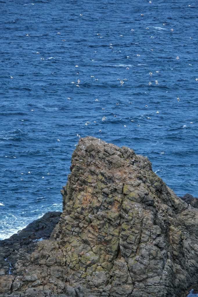 Des mouettes au dessus de l'île de Todoiwa