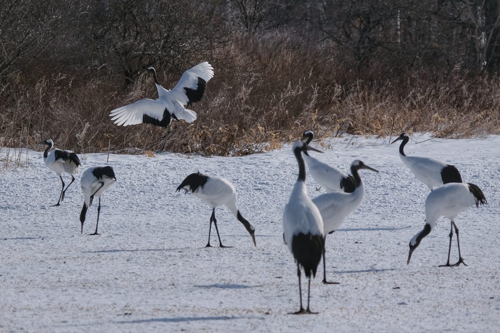 Des grues tôt le matin à Tsurumidai