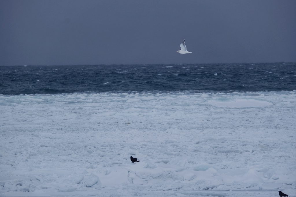 Mouette et corbeaux sur la glace dérivante de la mer d'Okhotsk