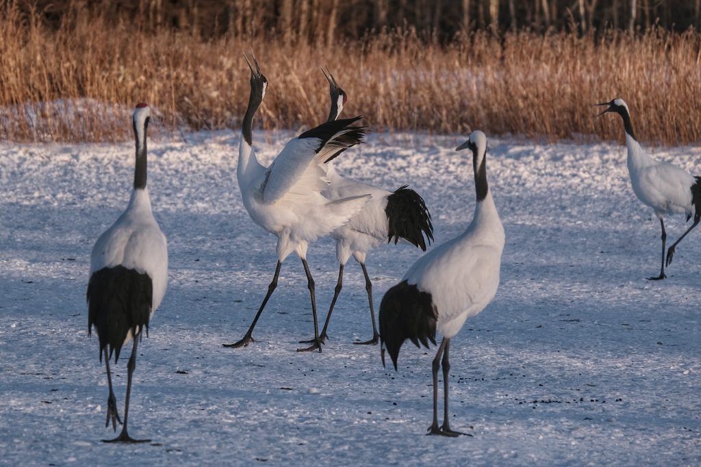 Deux grues synchro au sanctuaire de Tsurui