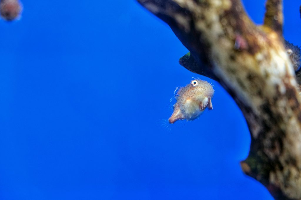 La vie sous la glace dérivante : un poisson étrange au musée de la drift ice d'Abashiri