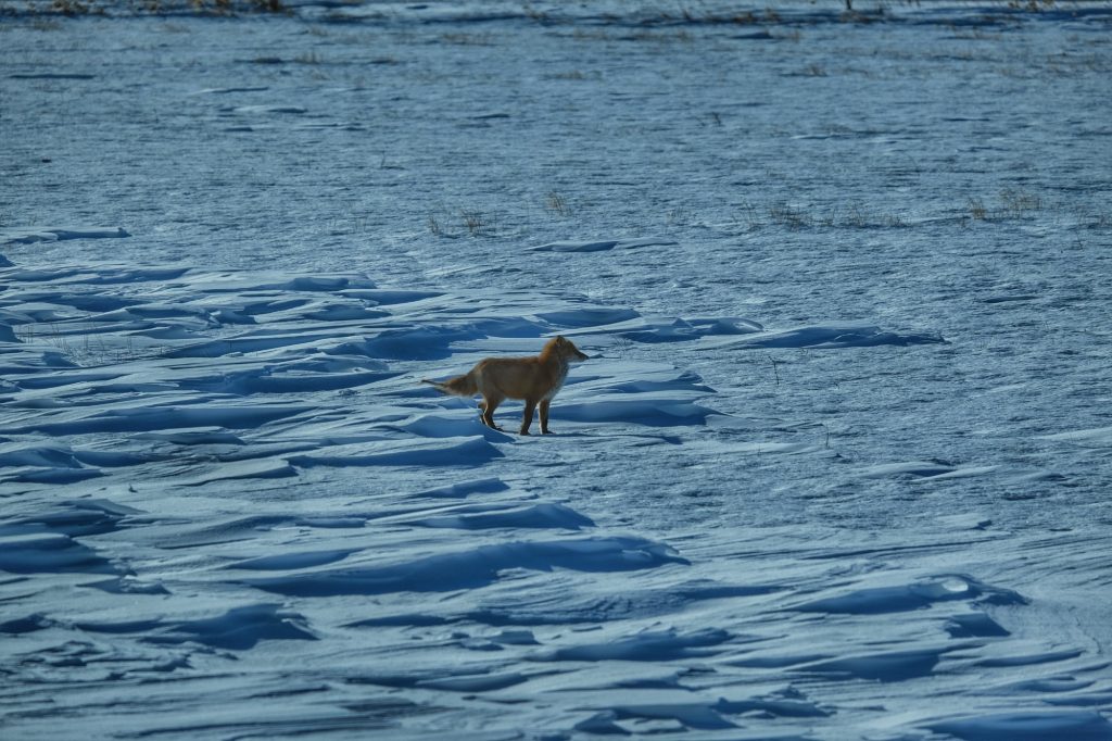 Un renard dans un champ enneigé
