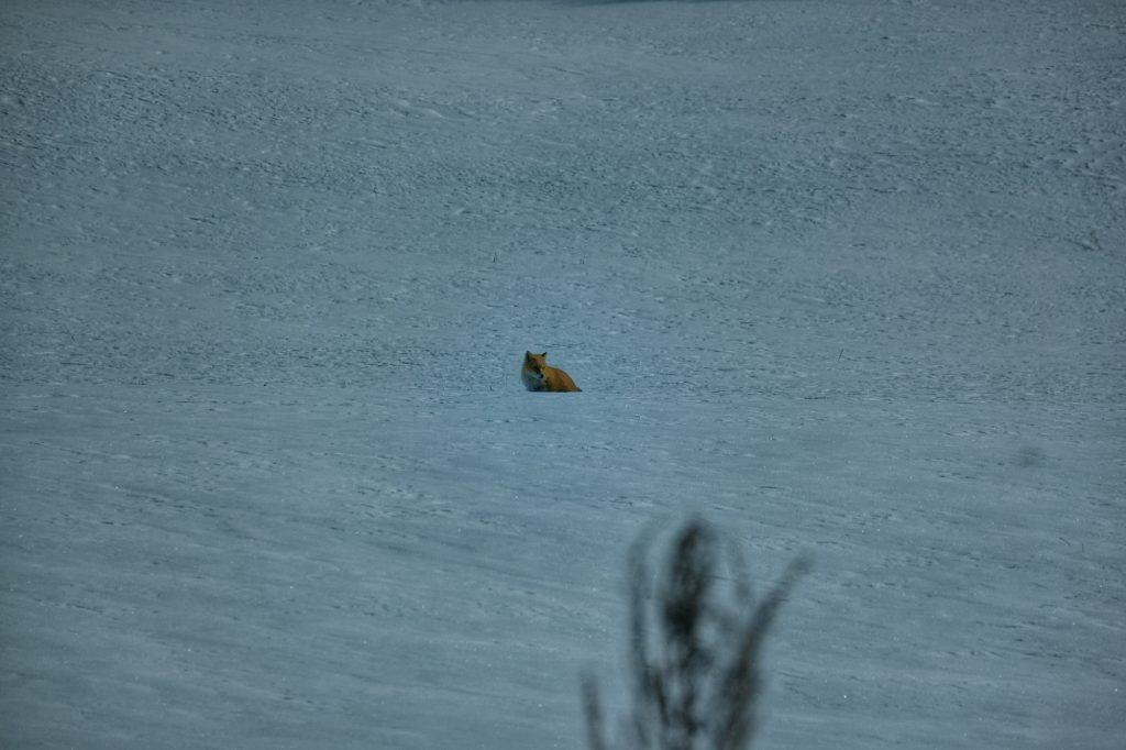 Un renard dans la neige près de Tsurui