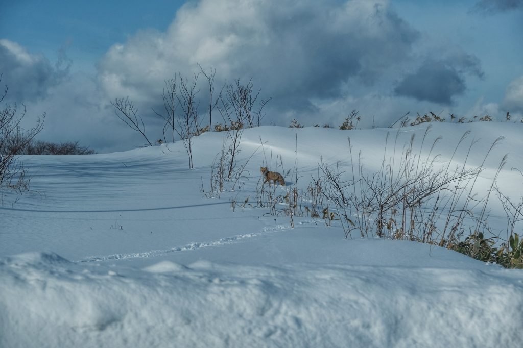 Un renard pointe le bout de son nez au bord de la route