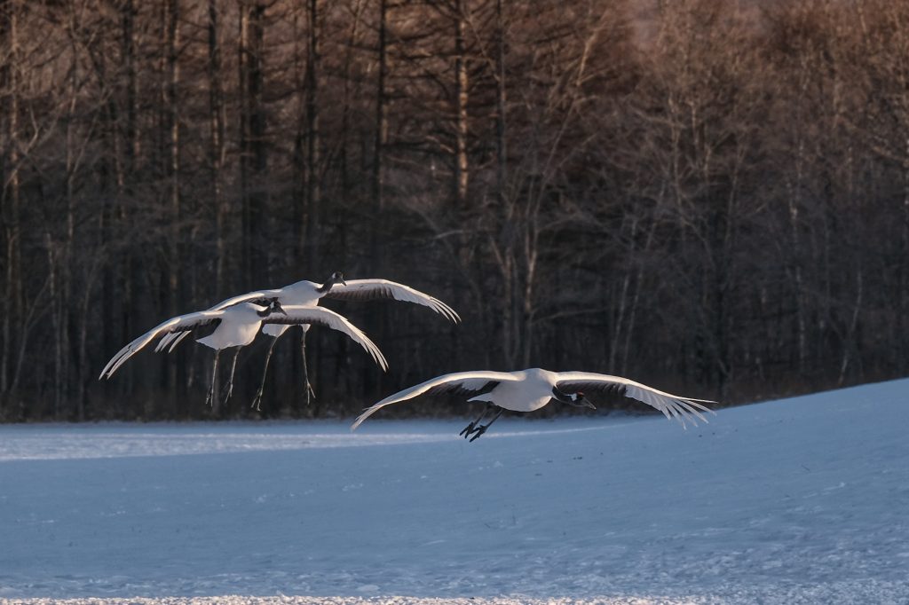 Arrivée de grues au sanctuaire de Tsurui