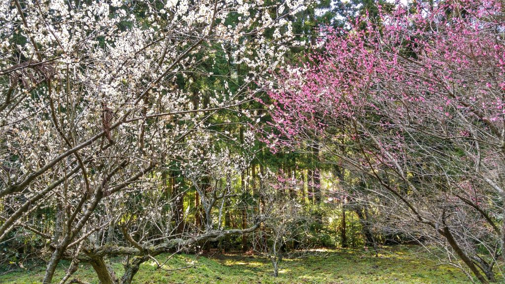 Nos premiers cerisiers en fleurs le long de la rivière Ginzan