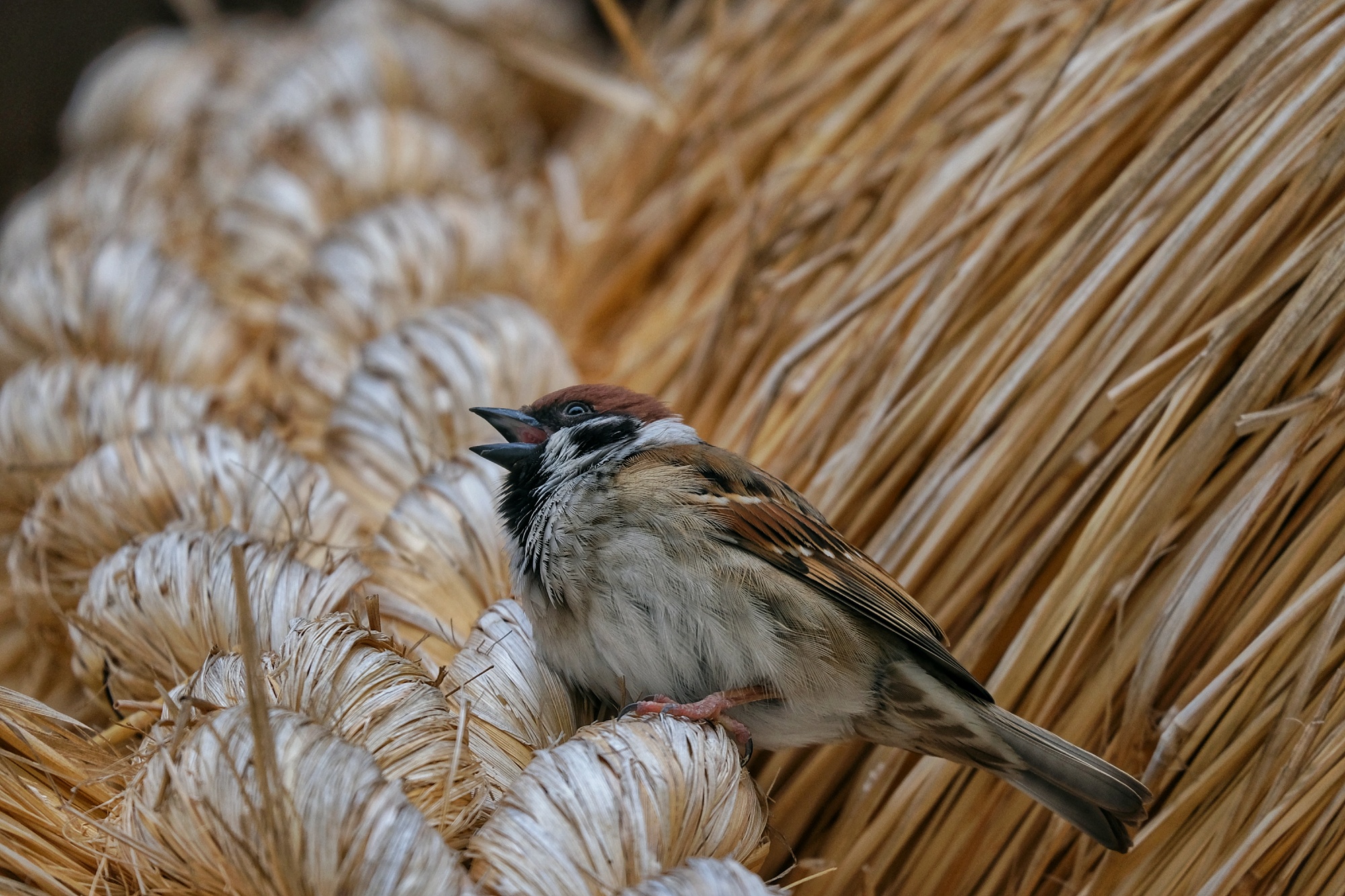 Un moineau sur les cordes du Izumo Taisha