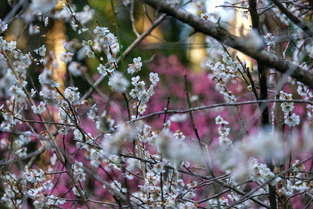 Des fleurs commencent à apparaître dans la vallée d'Iwami Ginzan