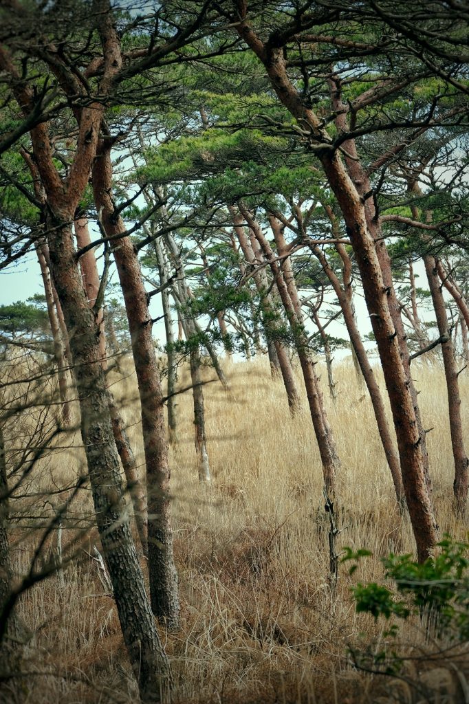 Ambiance savane sur le plateau d'Ebino
