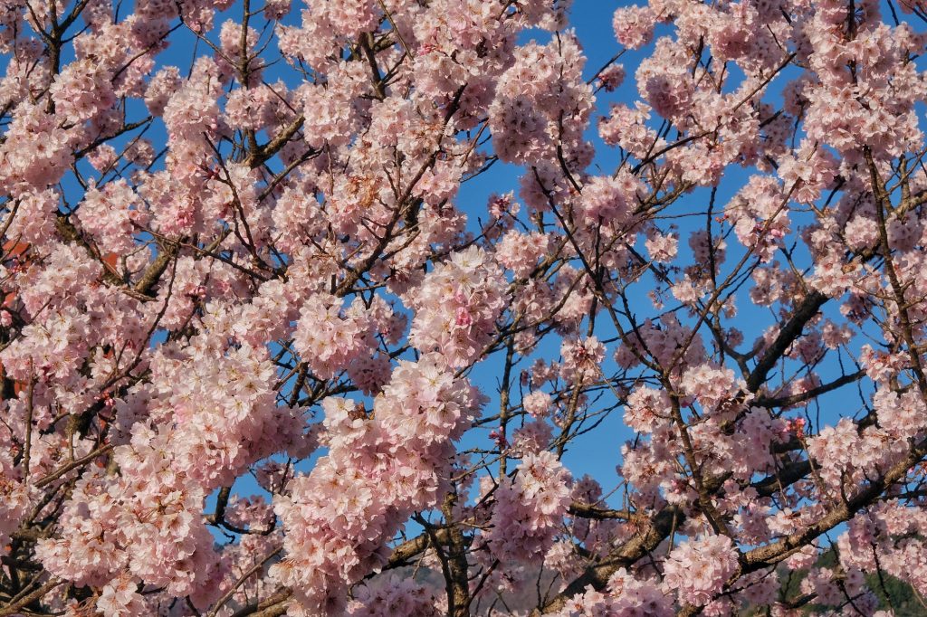 Nos premiers vrais cerisiers en fleurs à Kiyokawa