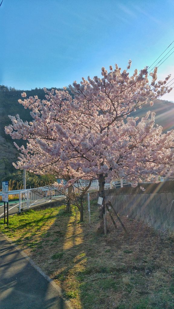 Cerisiers en fleurs dans les premiers rayons de soleil sur la michi-no-eki de Kiyakawa