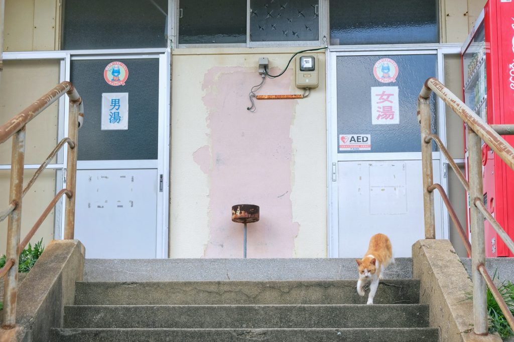 Un chat devant l'onsen toujours en activité d'Ikeshima