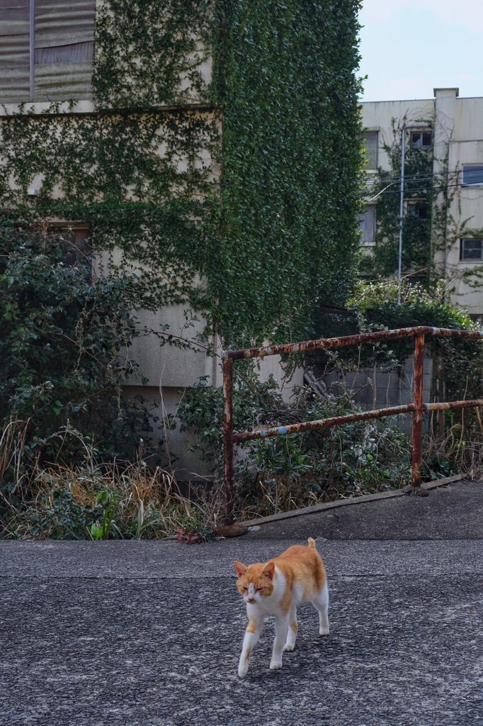 Un chat dans les rues à l'abandon de l'île d'Ikeshima