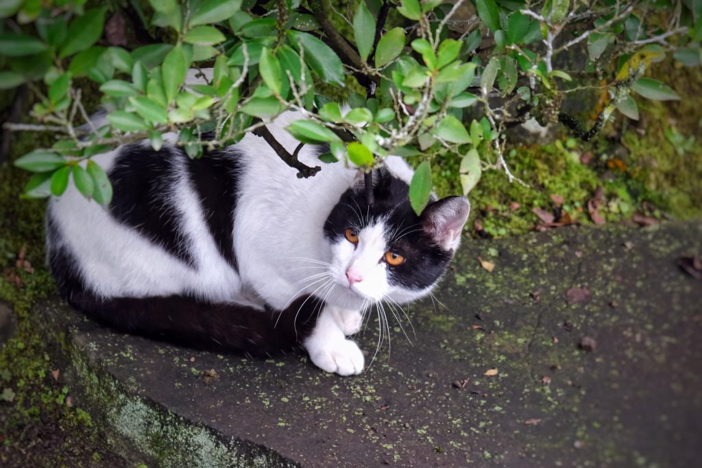 Un chat au Suizenji koen de Kumamoto
