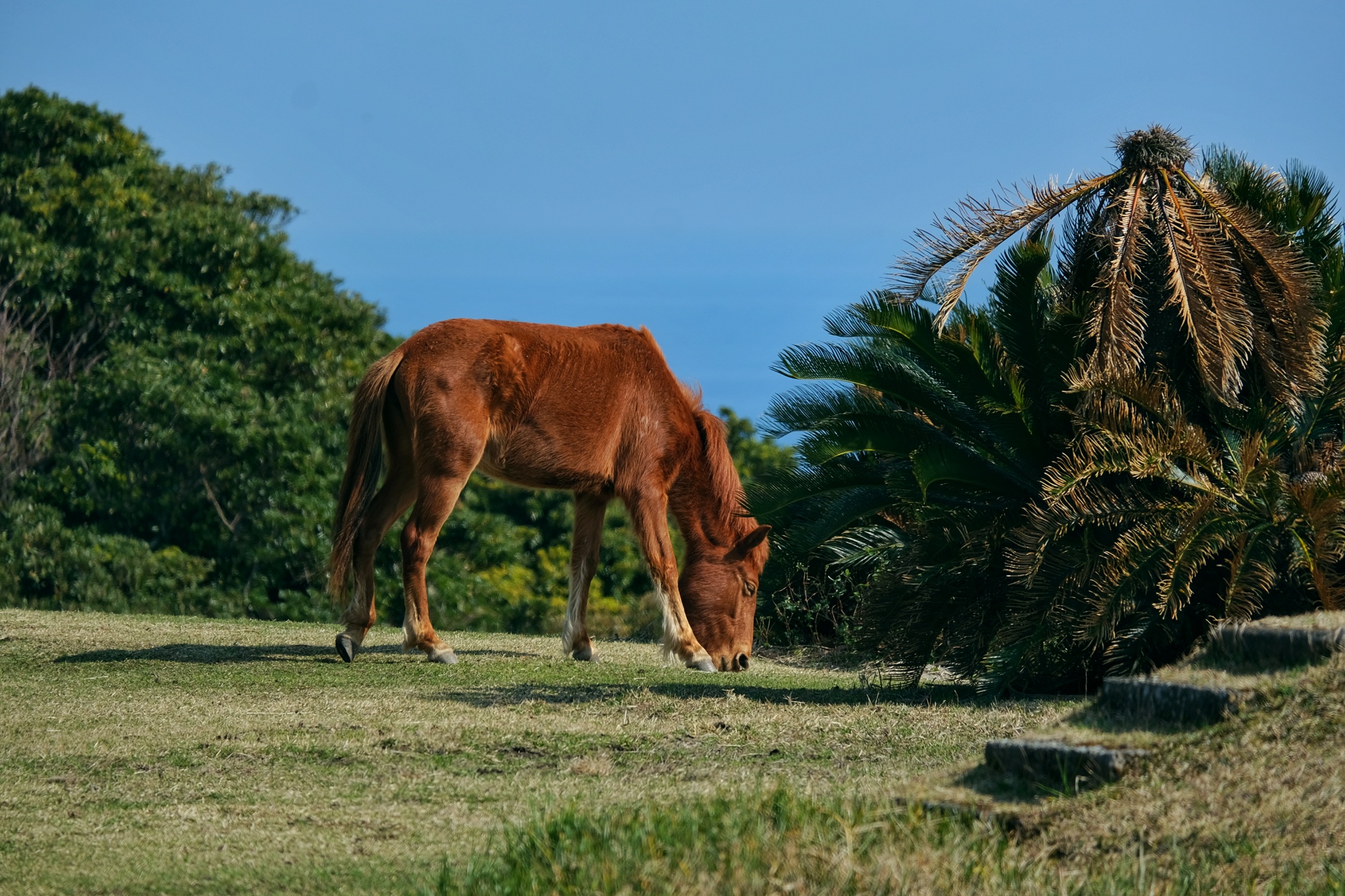 Un cheval sauvage broute l'herbe du cap Toi