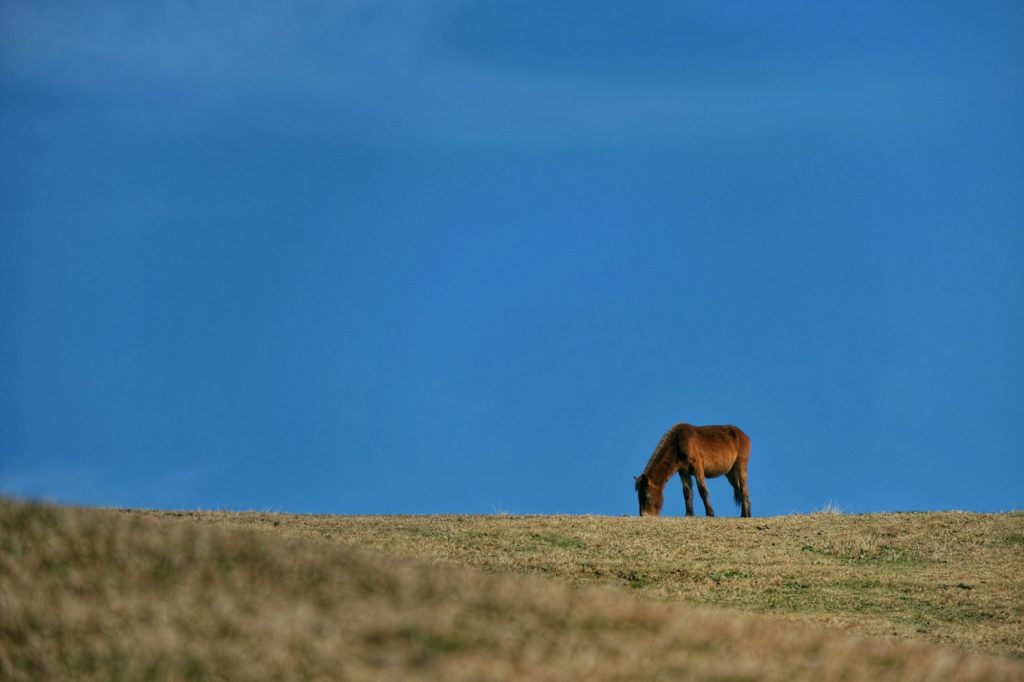 Un cheval sauvage, Misaki-uma, sur fond de ciel bleu du cap Toi